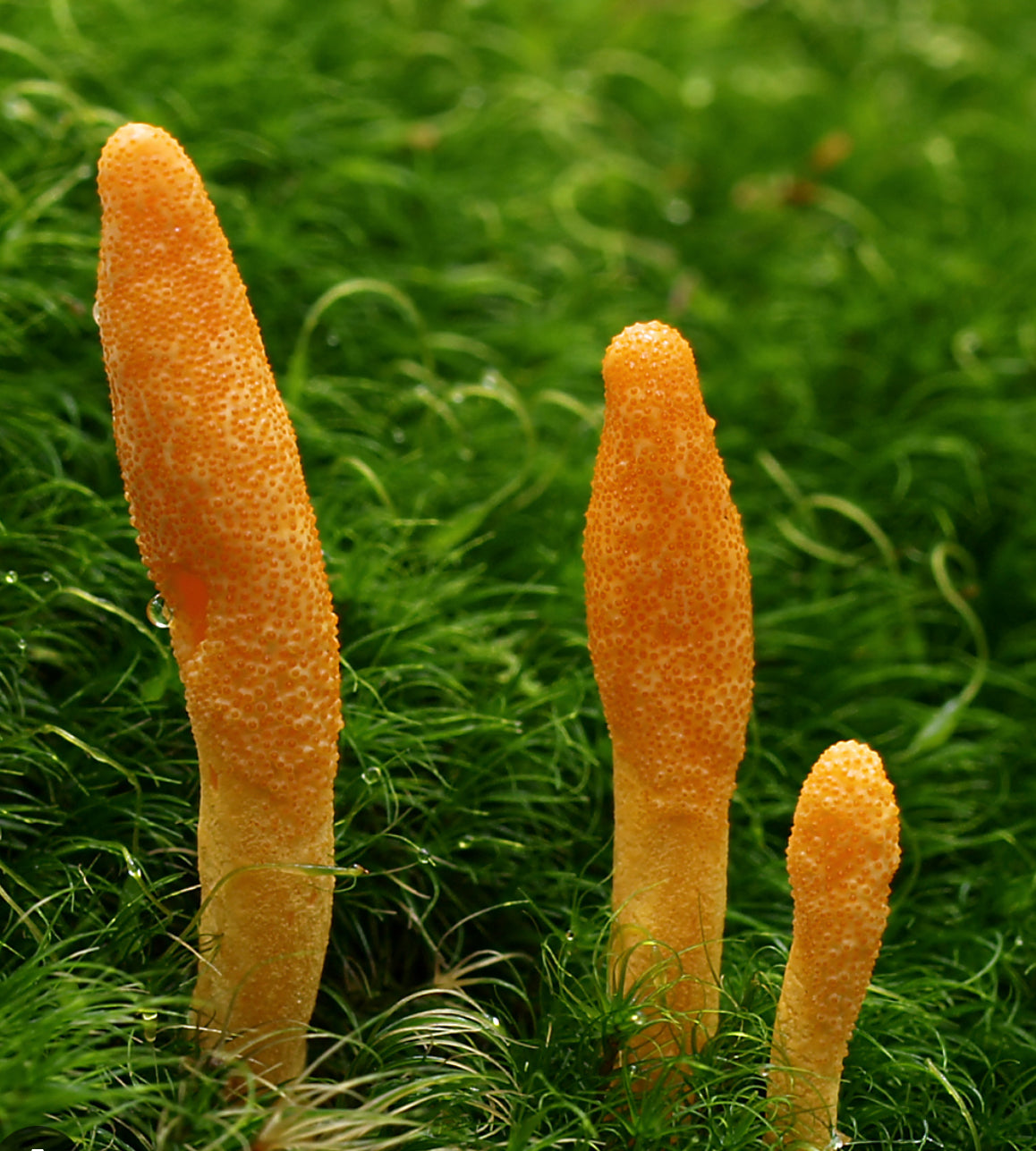 Premium Cordyceps Extract