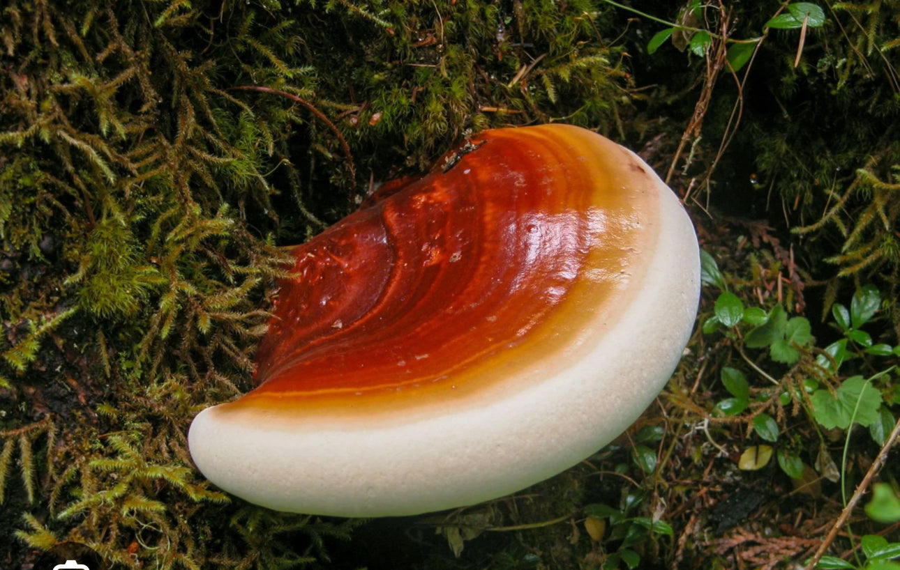 Premium Reishi Extract