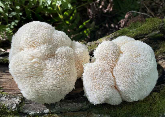 Premium Lions Mane Extract